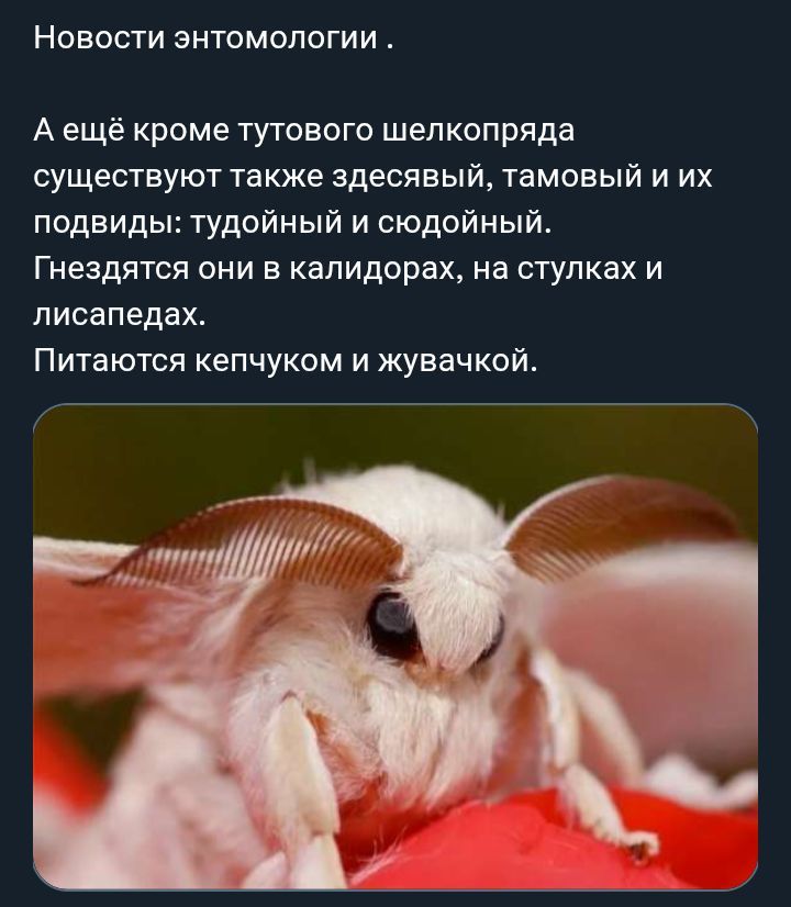 Новости энтомологии. А ещё кроме тутового шелкопряда существуют также здесьявый, тамовый и их подвиды: тудойный и сюдойный. Гнездятся они в калидорах, на стулках и лисапедах. Питаются кепчуком и жвачкой.