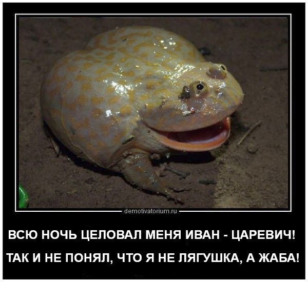 ВСЮ НОЧЬ ЦЕЛОВАЛ МЕНЯ ИВАН - ЦАРЕВИЧ! ТАК И НЕ ПОНЯЛ, ЧТО Я НЕ ЛЯГУШКА, А ЖАБА!
