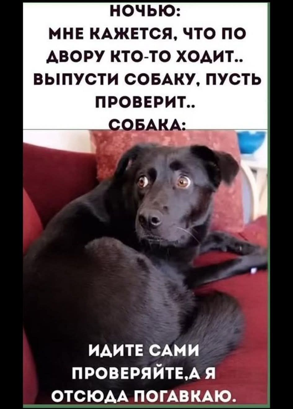 НОЧЬЮ: МНЕ КАЖЕТСЯ, ЧТО ПО ДВОРУ КТО-ТО ХОДИТ.. ВЫПУСТИ СОБАКУ, ПУСТЬ ПРОВЕРИТ.. СОБАКА: ИДИТЕ САМИ ПРОВЕРЯЙТЕ, А Я ОТСЮДА ПОГАВКАЮ.
