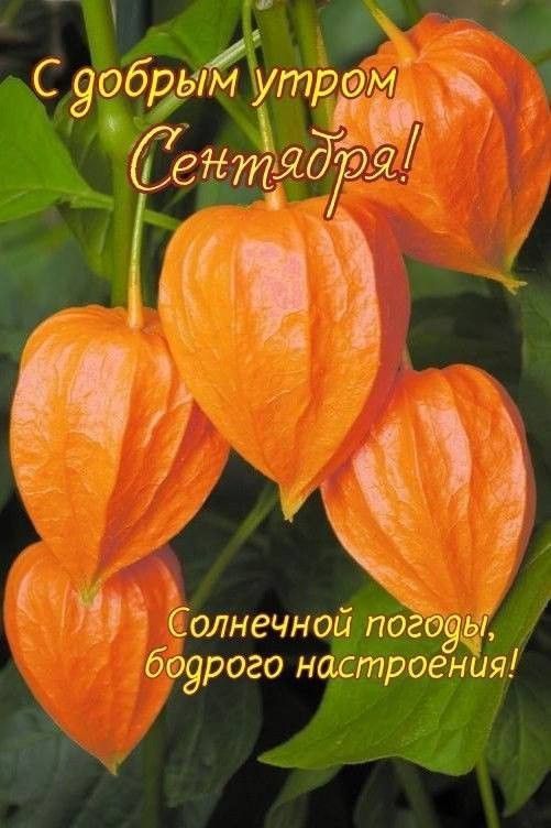 С добрым утром Сентября! Солнечной погоды, бодрого настроения!