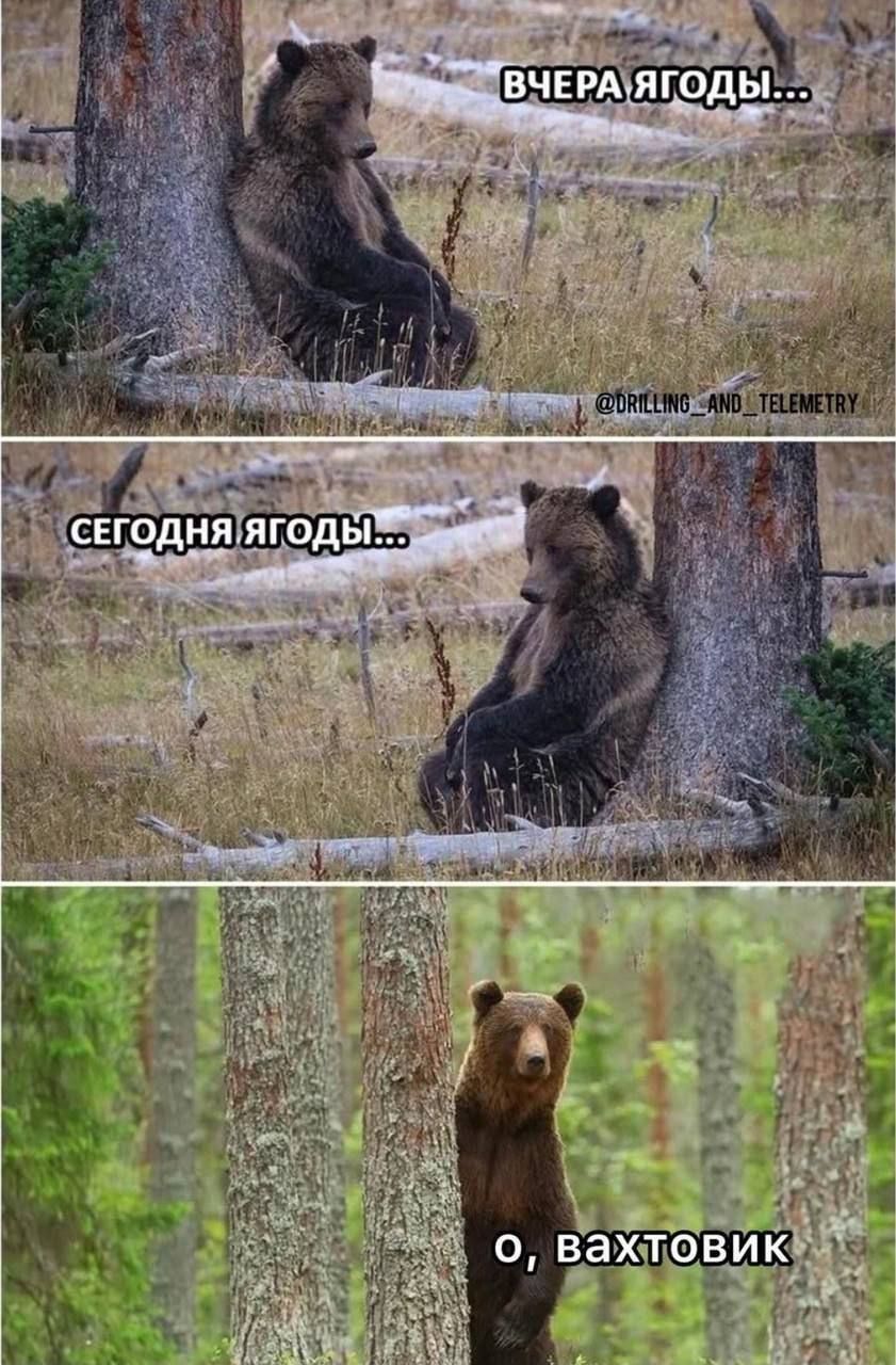 Вчера ягоды... Сегодня ягоды... О, вахтовик