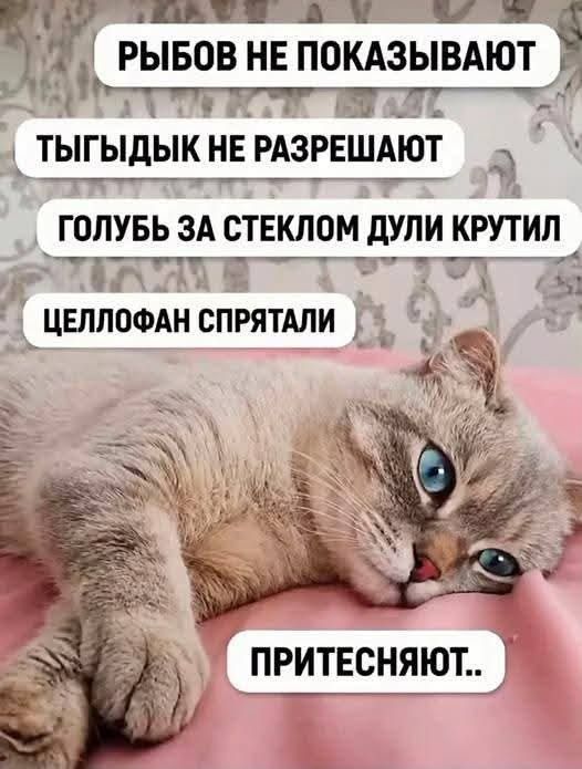 РЫБОВ НЕ ПОКАЗЫВАЮТ ТЫГЫДЫК НЕ РАЗРЕШАЮТ ГОЛУБЬ ЗА СТЕКЛОМ ДУЛИ КРУТИЛ ЦЕЛЛОФАН СПРЯТАЛИ ПРИТЕСНЯЮТ..