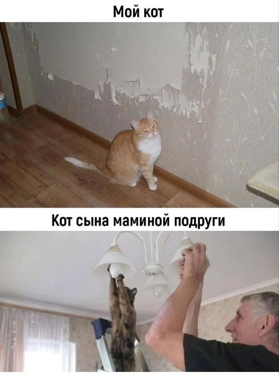 Мой кот Кот сына маминой подруги