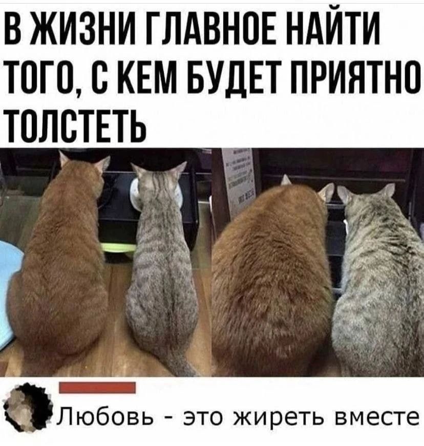 В ЖИЗНИ ГЛАВНОЕ НАЙТИ ТОГО, С КЕМ БУДЕТ ПРИЯТНО ТОЛСТЕТЬ Любовь - это жиреть вместе