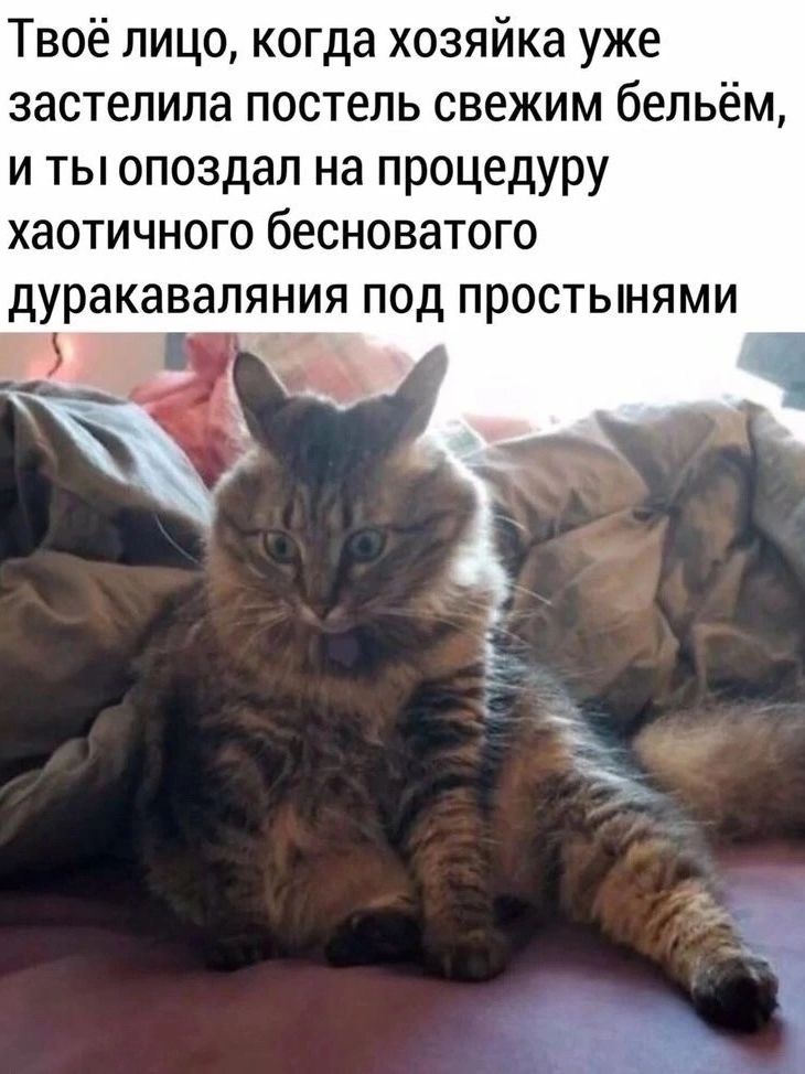 Твоё лицо, когда хозяйка уже застелила постель свежим бельём, и ты опоздал на процедуру хаотичного бесноватого дуракаваляния под простынями