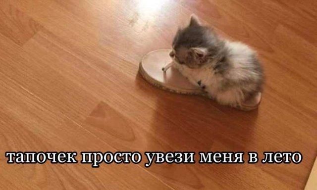 тапочек просто увези меня в лето