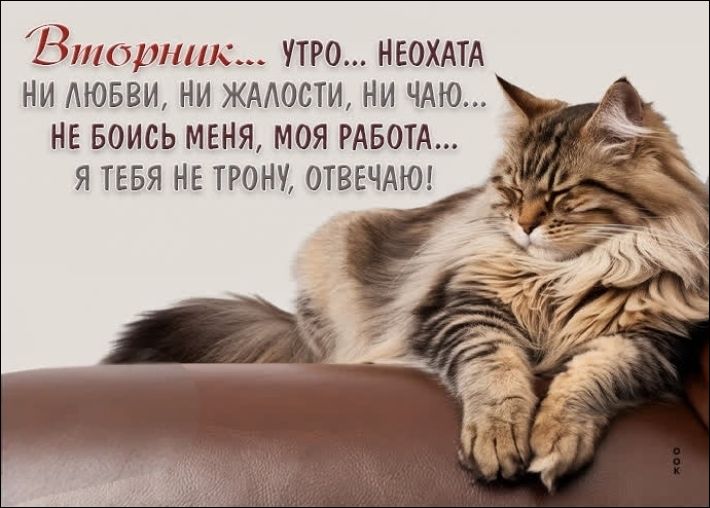 Вторник... УТРО... НЕОХАТА НИ ЛЮБВИ, НИ ЖАЛОСТИ, НИ ЧАЮ... НЕ БОИСЬ МЕНЯ, МОЯ РАБОТА... Я ТЕБЯ НЕ ТРОНУ, ОТВЕЧАЮ!