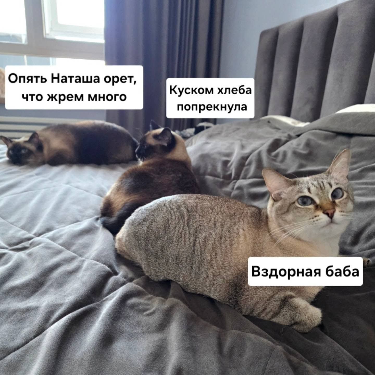 Опять Наташа орет, что жрем много. Куском хлеба попрекнула. Вздорная баба