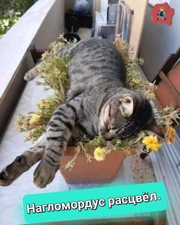 Нагломордус расцвёл.