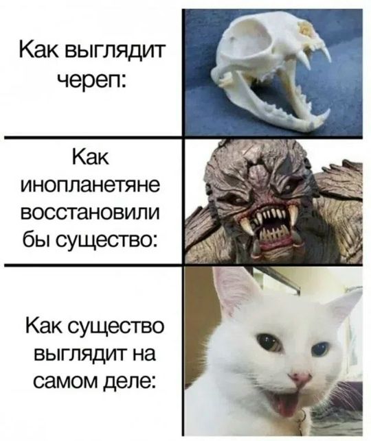 Как выглядит череп: Как инопланетяне восстановили бы существо: Как существо выглядит на самом деле: