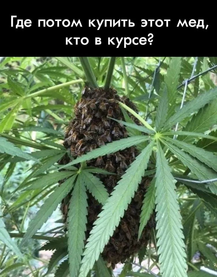Где потом купить этот мед, кто в курсе?