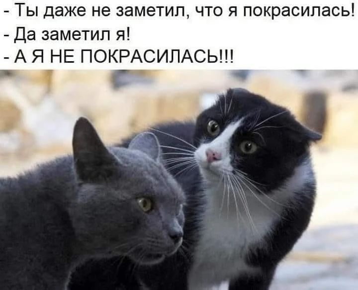 Ты даже не заметил, что я покрасилась! - Да заметил я! - А Я НЕ ПОКРАСИЛАСЬ!!!