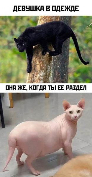 ДЕВУШКА В ОДЕЖДЕ ОНА ЖЕ, КОГДА ТЫ ЕЕ РАЗДЕЛ