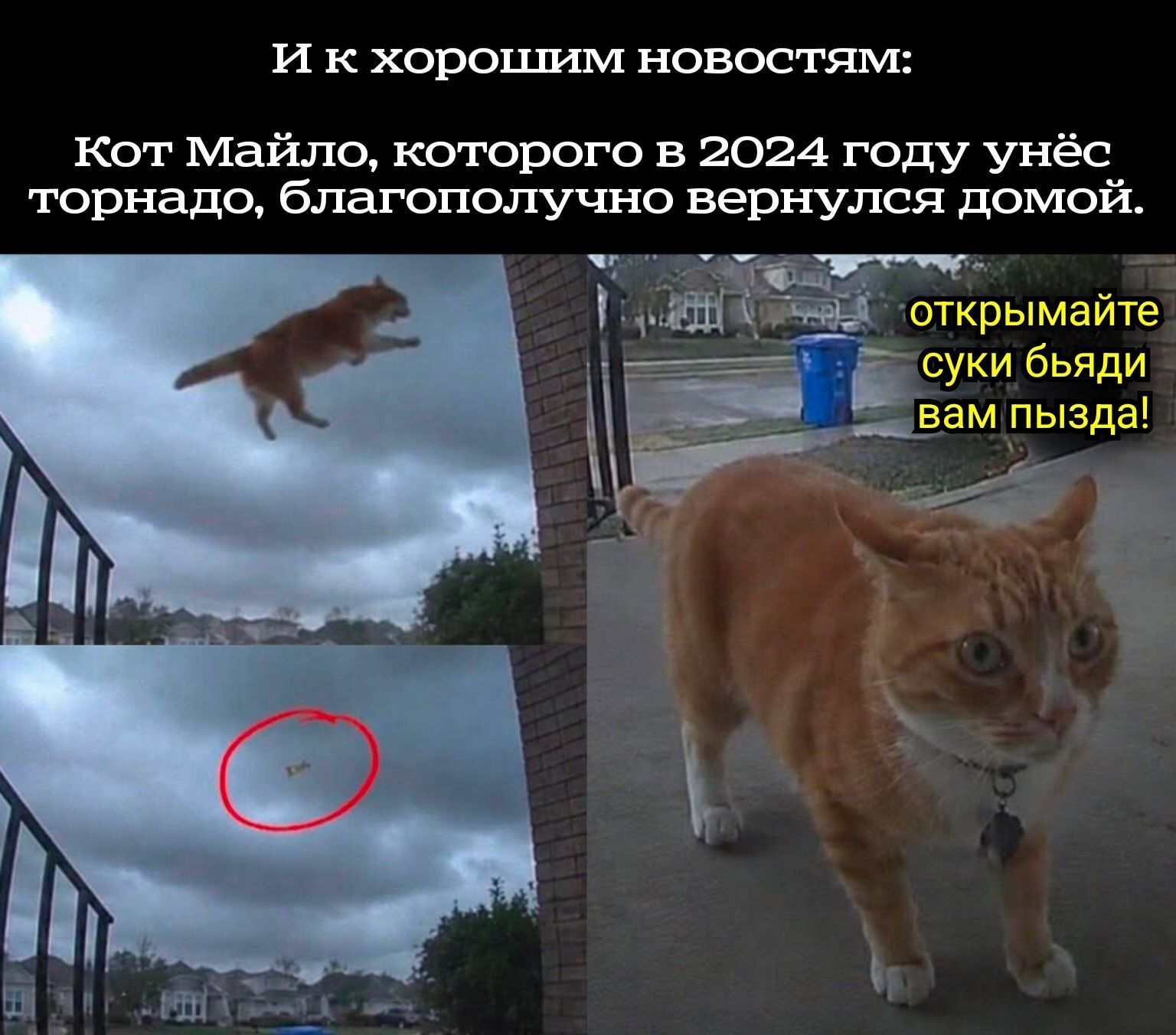 И к хорошим новостям: Кот Майло, которого в 2024 году унёс торнадо, благополучно вернулся домой. открымайте суки бляди вам пызда!
