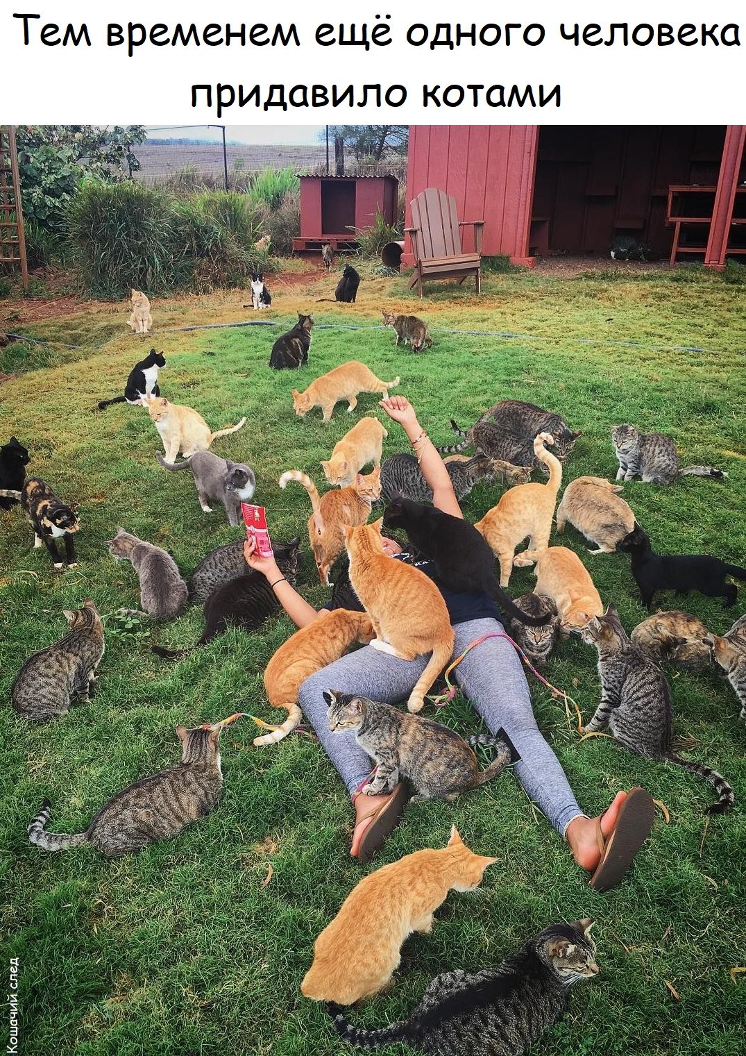 Тем временем ещё одного человека придавило котами