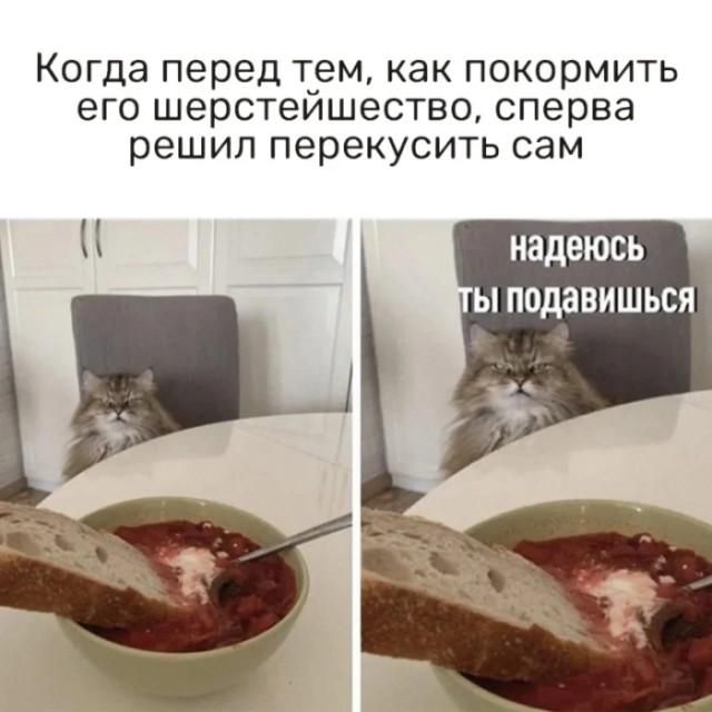 Когда перед тем, как покормить его шерстейшество, сперва решил перекусить сам надеюсь ты подавишься