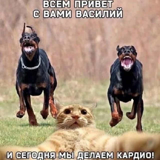 ВСЕМ ПРИВЕТ С ВАМИ ВАСИЛИЙ И СЕГОДНЯ МЫ ДЕЛАЕМ КАРДИО!