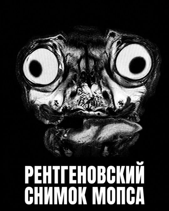 РЕНТГЕНОВСКИЙ СНИМОК МОПСА