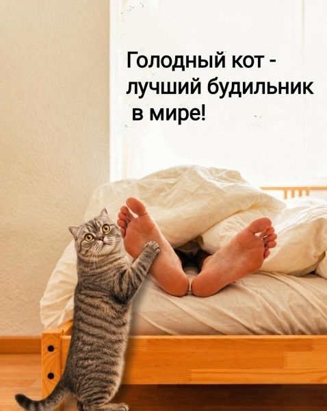 Голодный кот - лучший будильник в мире!