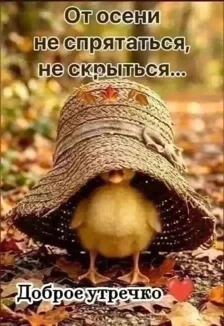 От осени не спрятаться, не скрыться... Доброе утречко