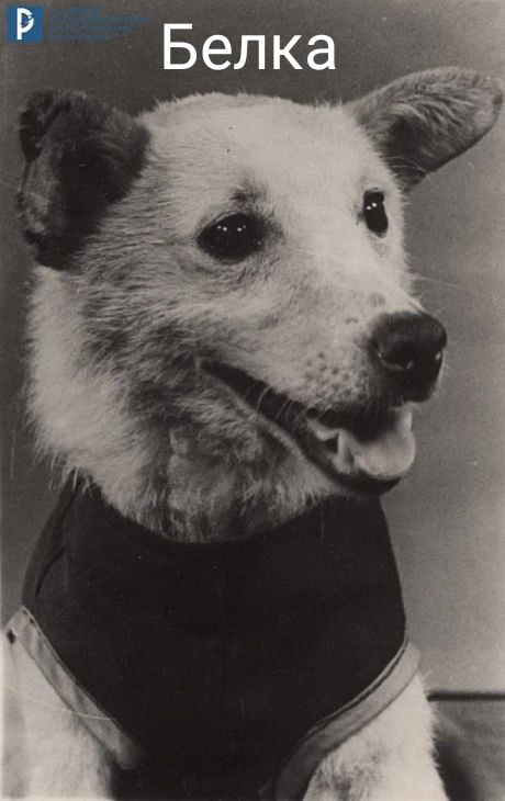 Белка
