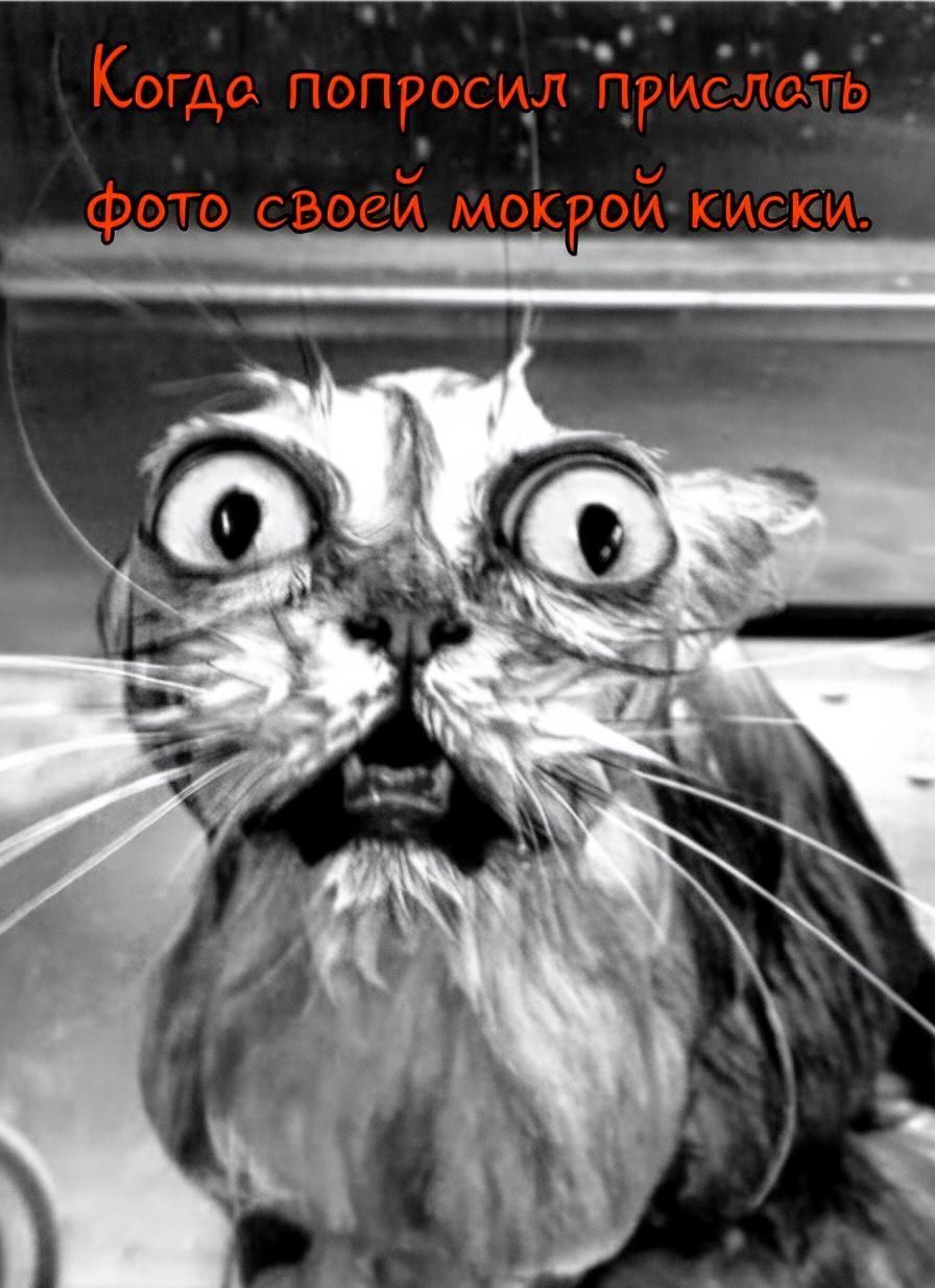 Когда попросил прислать фото своей мокрой киски.