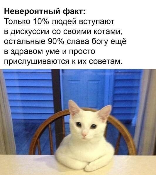 Невероятный факт: Только 10% людей вступают в дискуссии со своими котами, остальные 90% слава богу еще в здравом уме и просто прислушиваются к их советам.
