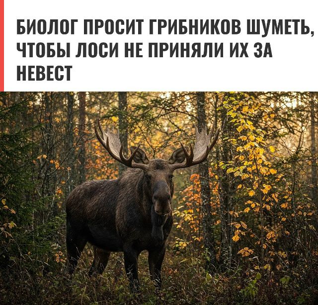 БИОЛОГ ПРОСИТ ГРИБНИКОВ ШУМЕТЬ, ЧТОБЫ ЛОСИ НЕ ПРИНЯЛИ ИХ ЗА НЕВЕСТ