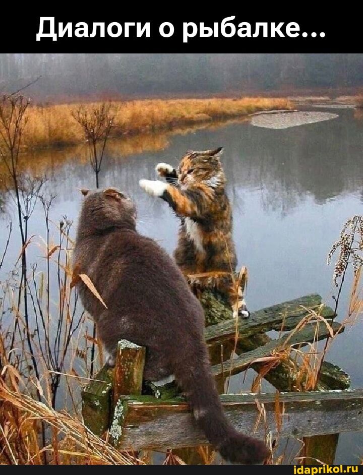 Диалоги о рыбалке...