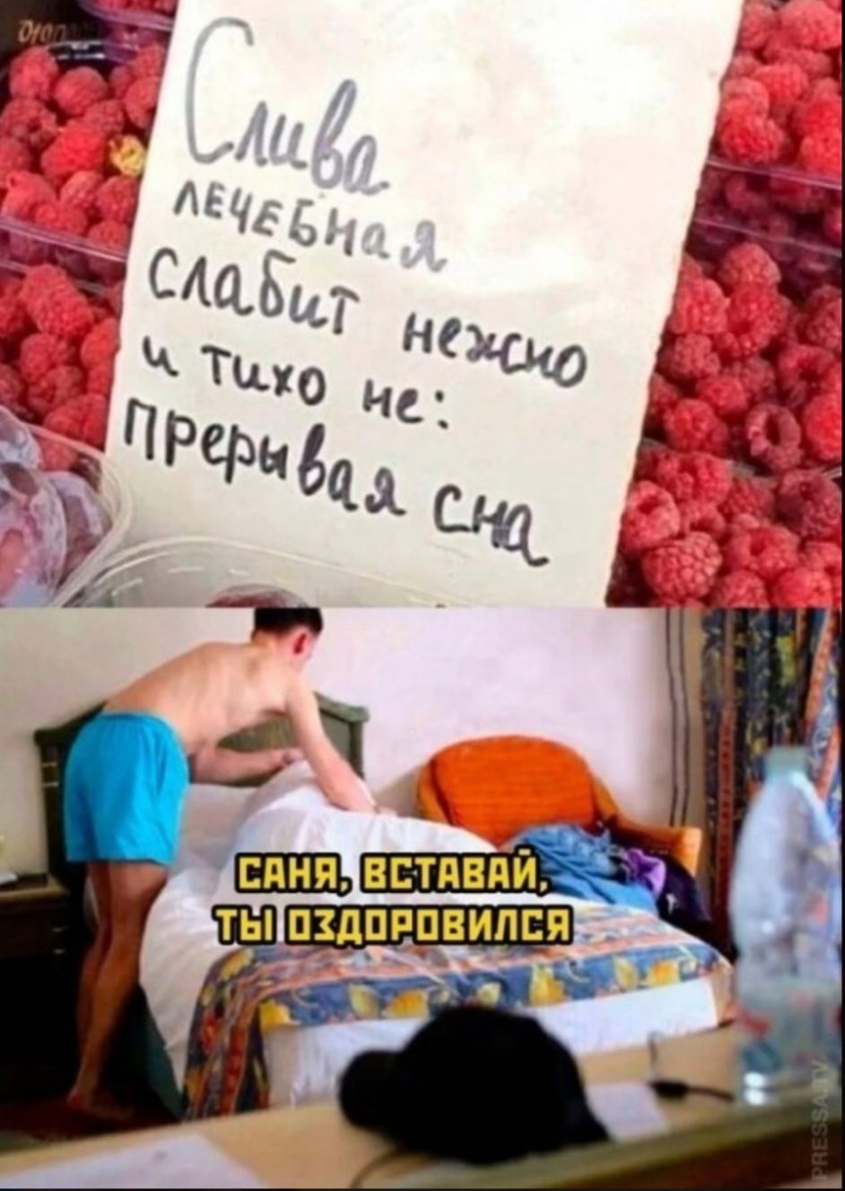 Слива лечебная слабит нежно и тихо не: прерывая сна САНЯ, ВСТАВАЙ, ТЫ ОЗДОРОВИЛСЯ
