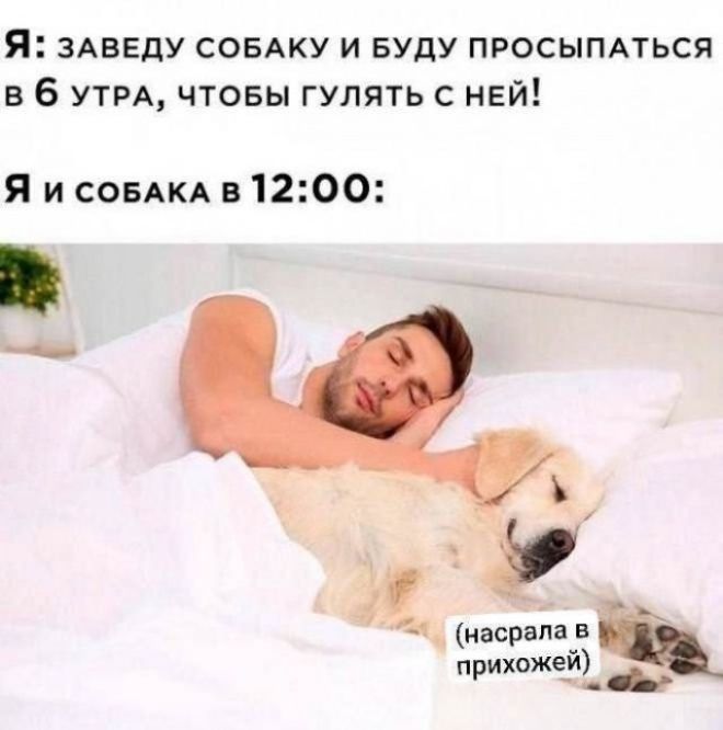 Я: ЗАВЕДУ СОБАКУ И БУДУ ПРОСЫПАТЬСЯ В 6 УТРА, ЧТОБЫ ГУЛЯТЬ С НЕЙ! Я И СОБАКА В 12:00: (насрала в прихожей)