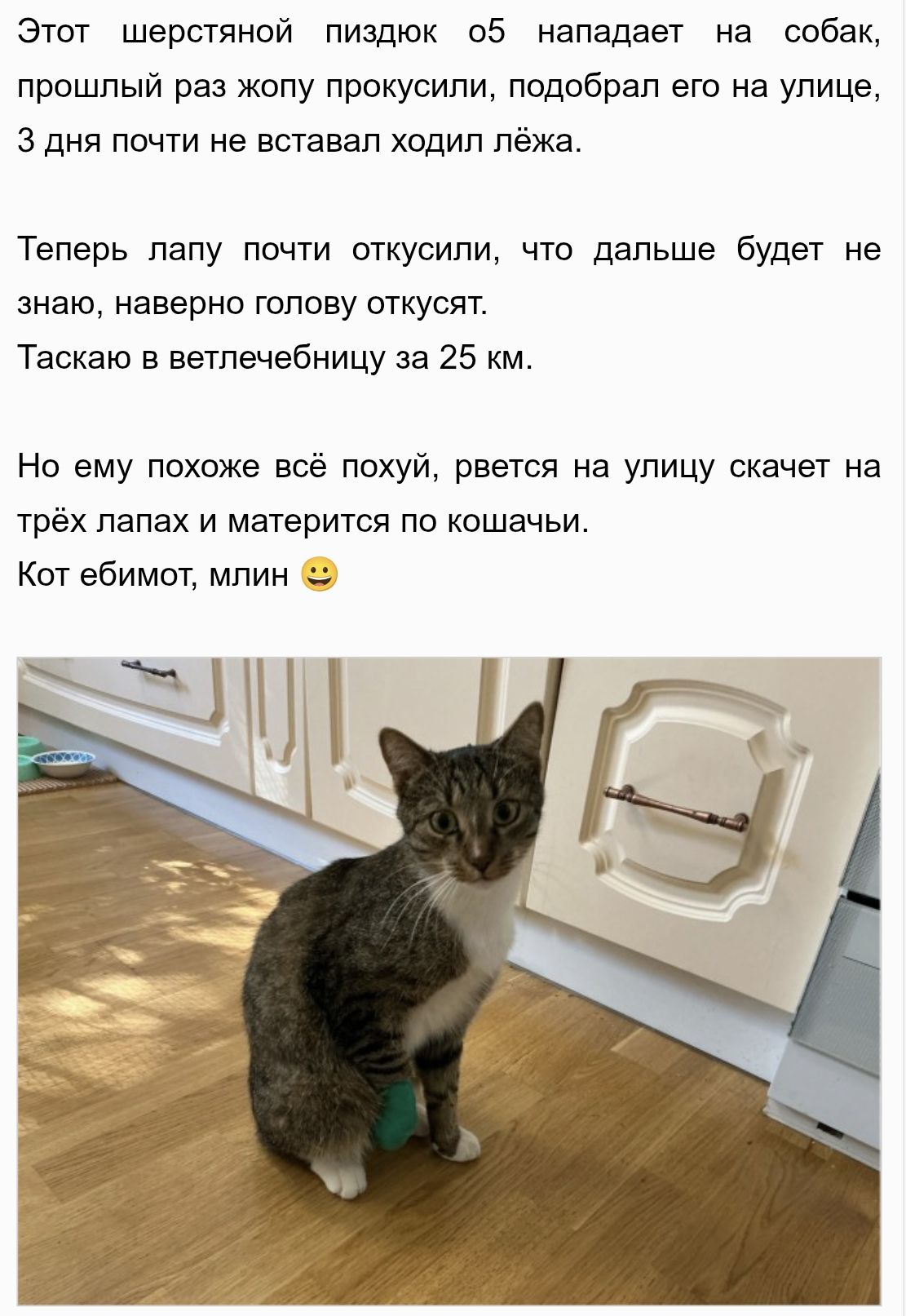 Этот шерстяной пиздюк об нападает на собак, прошлый раз жопу прокусили, подобрал его на улице, 3 дня почти не вставал ходил лёжа. Теперь лапу почти откусили, что дальше будет не знаю, наверно голову откусят. Таскаю в ветлечебницу за 25 км. Но ему похоже всё похуй, рвется на улицу скачет на трёх лапах и матерится по кошачьи. Кот ебимот, млин 🙂