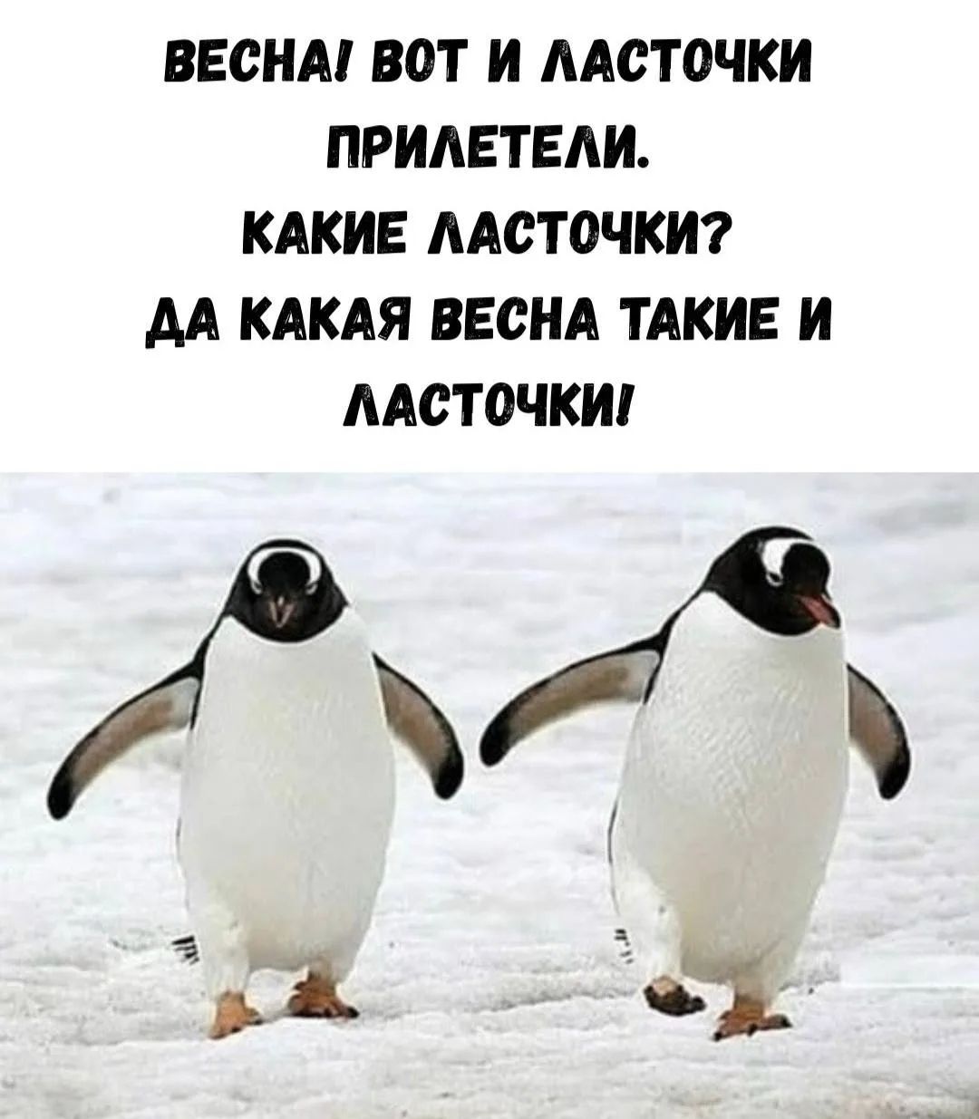 ВЕСНА! ВОТ И ЛАСТОЧКИ ПРИЛЕТЕЛИ. КАКИЕ ЛАСТОЧКИ? ДА КАКАЯ ВЕСНА ТАКИЕ И ЛАСТОЧКИ!