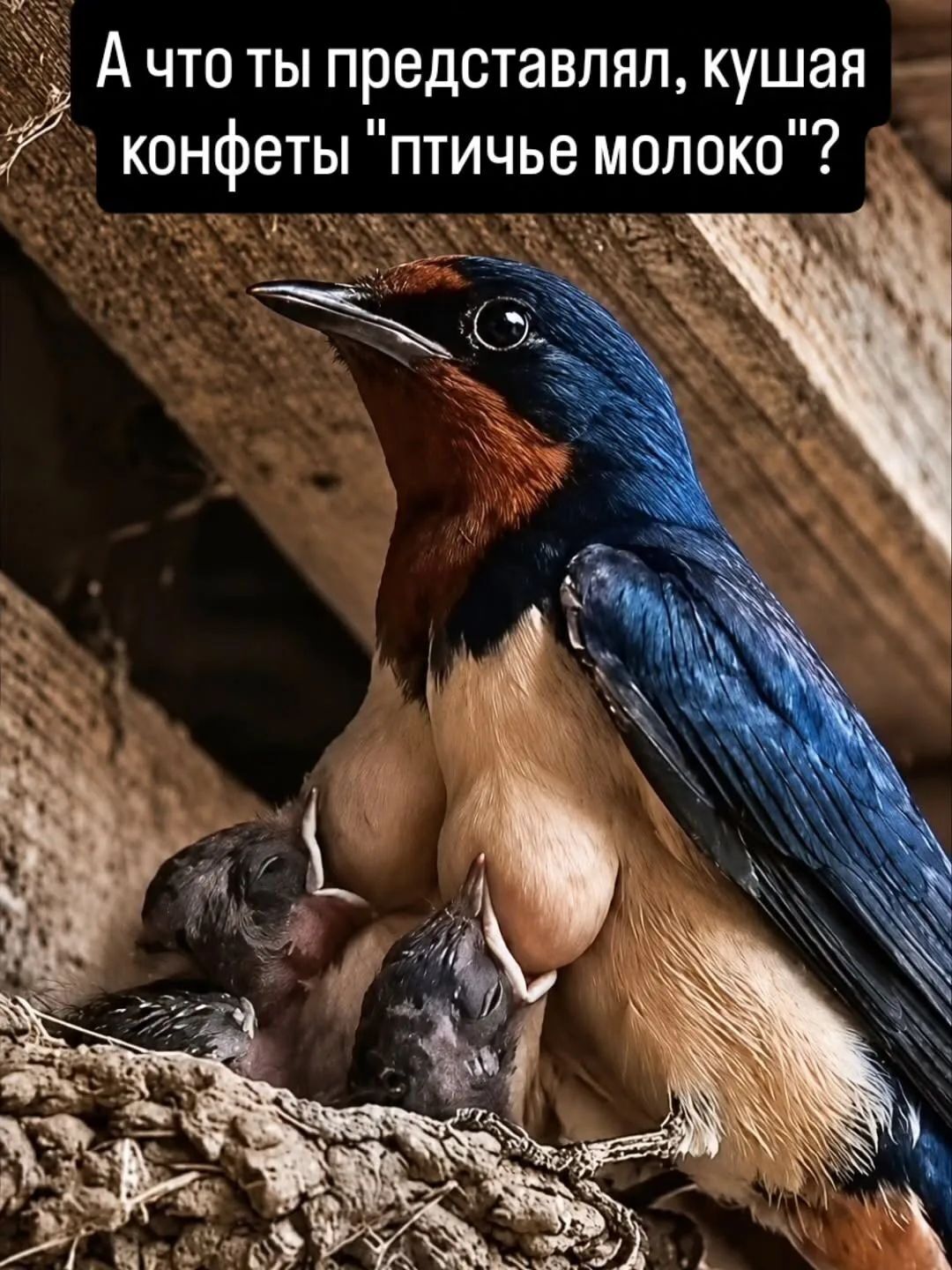 А что ты представлял, кушая конфеты 