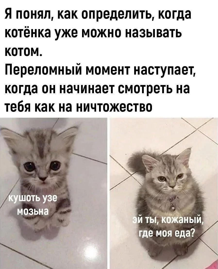 Я понял, как определить, когда котёнка уже можно называть котом. Переломный момент наступает, когда он начинает смотреть на тебя как на ничтожество. кушоть узе мозьна. эй ты, кожаный, где моя еда?
