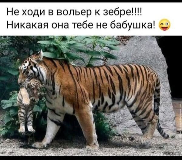 Не ходи в вольер к зебре!!!! Никакая она тебе не бабушка! 😉