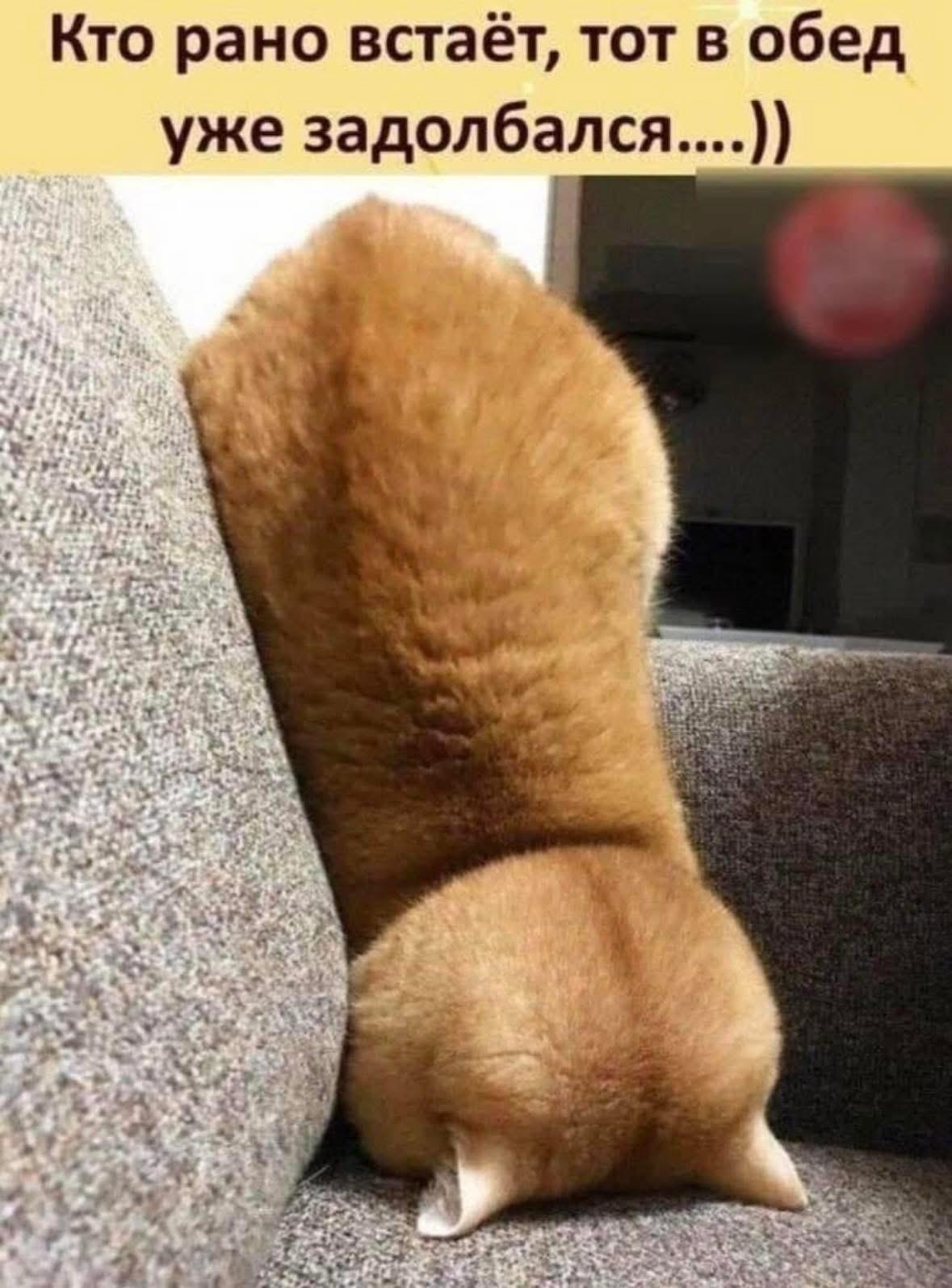 Кто рано встаёт, тот в обед уже задолбался....))