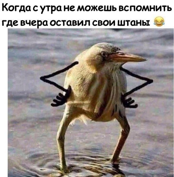 Когда с утра не можешь вспомнить где вчера оставил свои штаны 😂