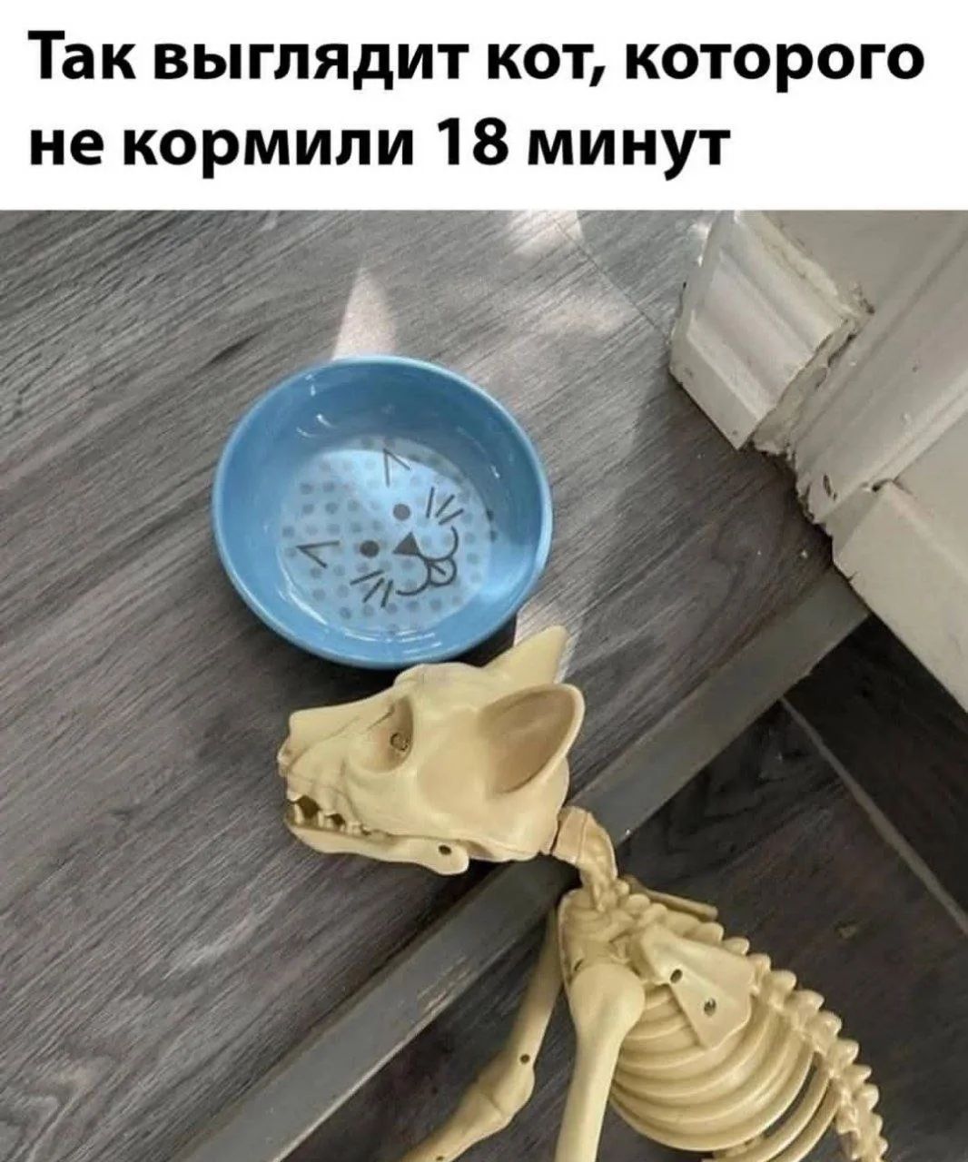 Так выглядит кот, которого не кормили 18 минут