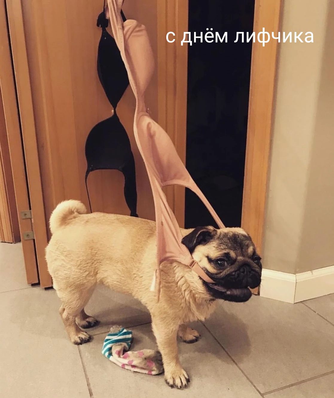 с днём лифчика