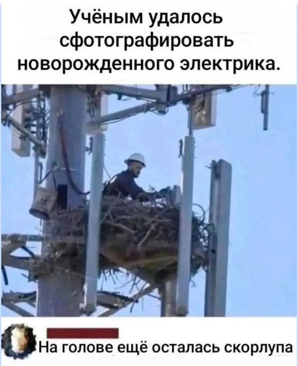 Учёным удалось сфотографировать новорожденного электрика. На голове ещё осталась скорлупа