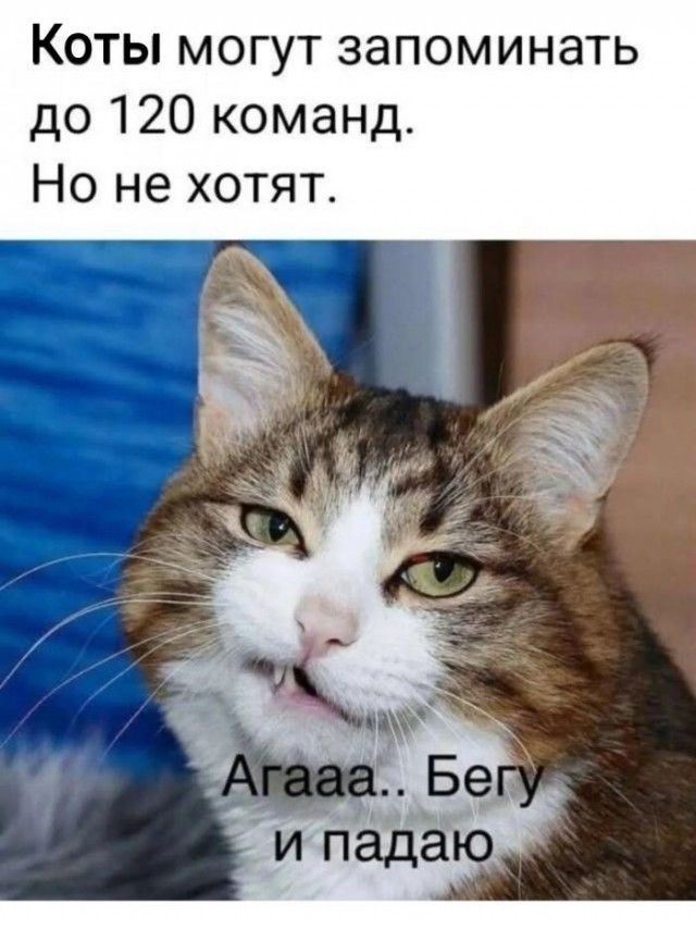 Коты могут запоминать до 120 команд. Но не хотят. Агаaa.. Бегу и падаю