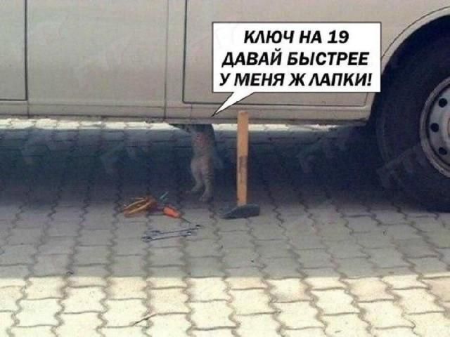 КЛЮЧ НА 19 ДАВАЙ БЫСТРЕЕ У МЕНЯ Ж ЛАПКИ!