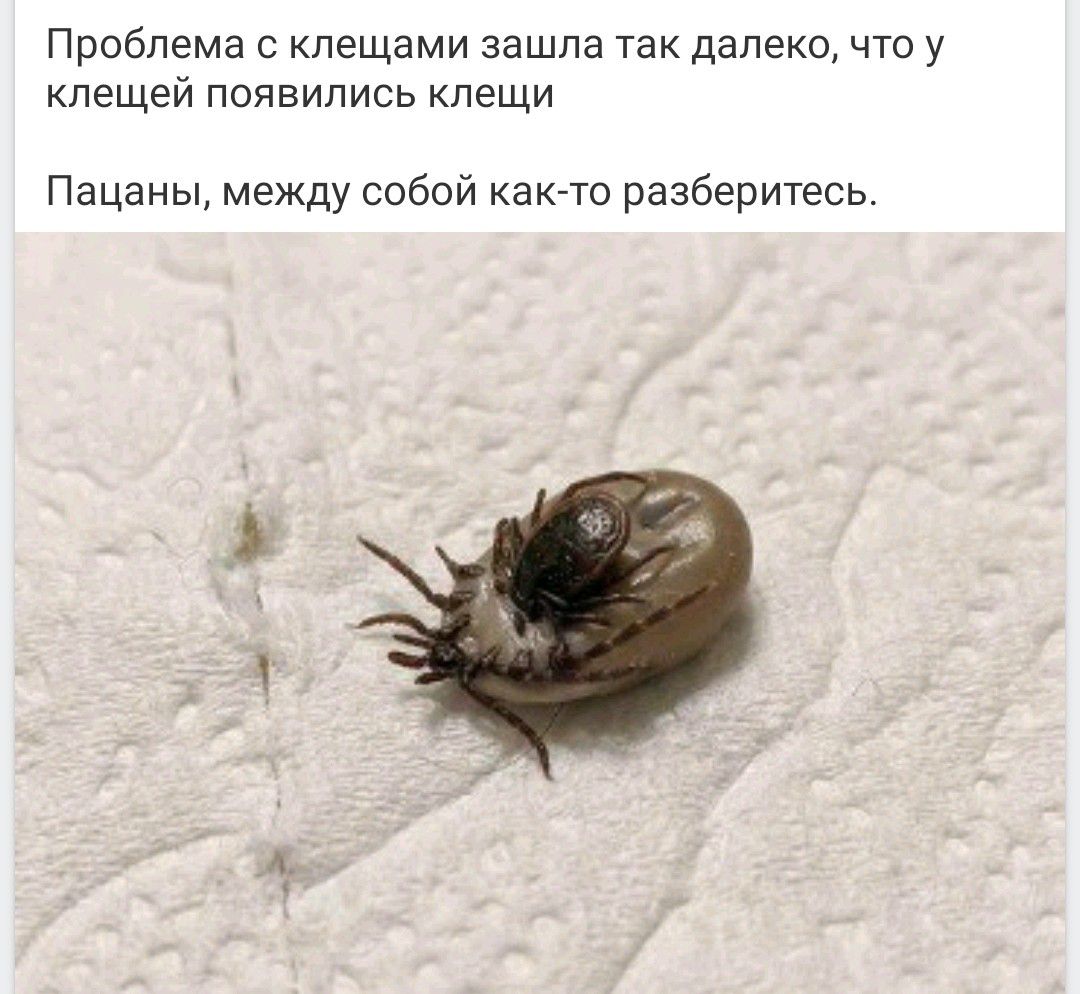 Проблема с клещами зашла так далеко, что у клещей появились клещи. Пацаны, между собой как-то разберитесь.