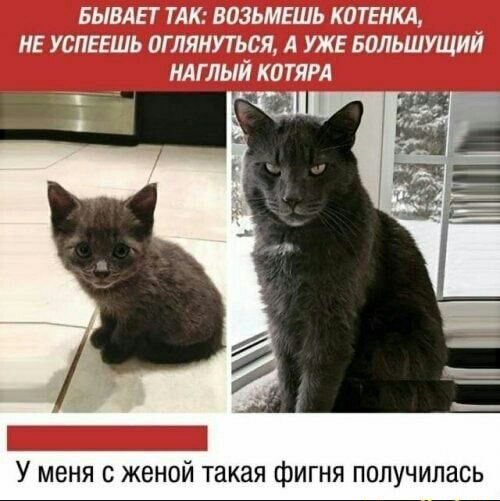 БЫВАЕТ ТАК: ВОЗЬМЕШЬ КОТЕНКА, НЕ УСПЕЕШЬ ОГЛЯНУТЬСЯ, А УЖЕ БОЛЬШУЩИЙ НАГЛЫЙ КОТЯРА У МЕНЯ С ЖЕНОЙ ТАКАЯ ФИГНЯ ПОЛУЧИЛАСЬ