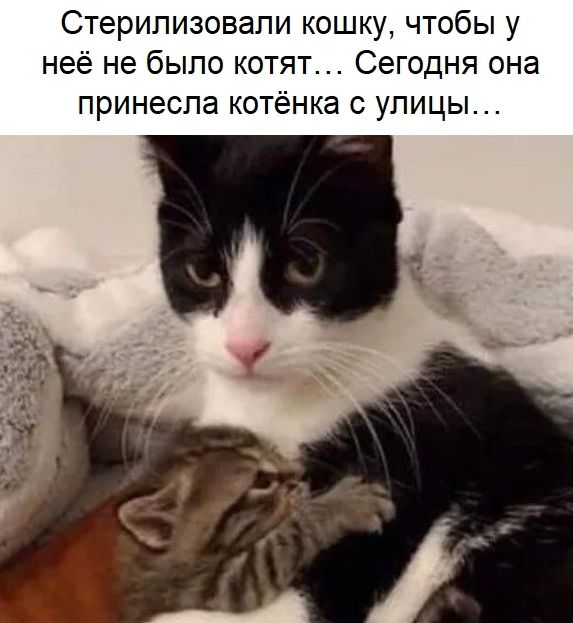 Стерилизовали кошку, чтобы у неё не было котят... Сегодня она принесла котёнка с улицы...
