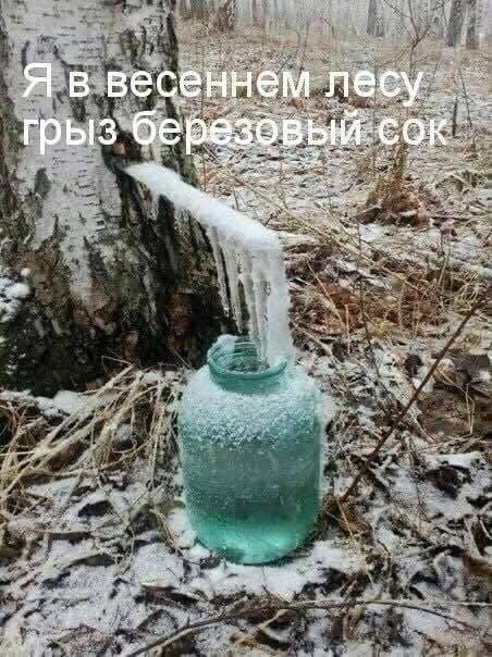Я в весеннем лесу грыз березовый сок!