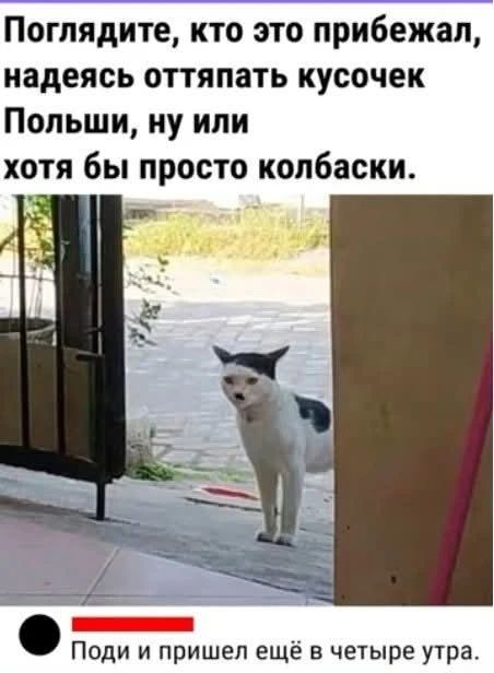 Поглядите, кто это прибежал, надеясь оттяпать кусочек Польши, ну или хотя бы просто колбаски. Поди и пришел еще в четыре утра.