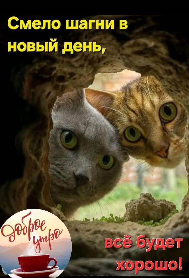 Смело шагни в новый день, доброе утро, всё будет хорошо!