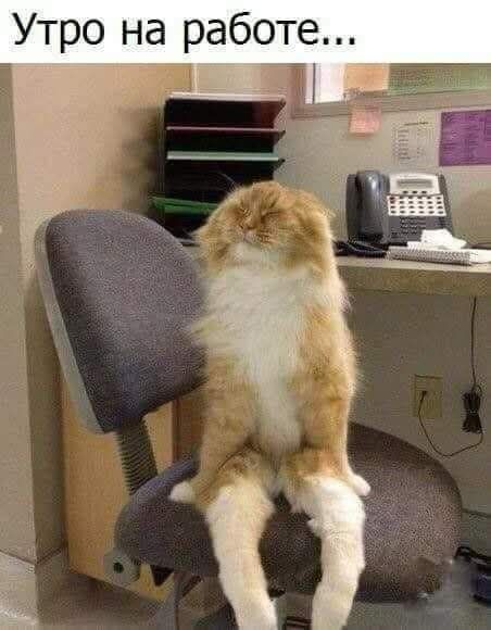 Утро на работе...
